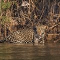 Wilder Jaguar im Pantanal (Panthera onca)