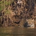 Wilder Jaguar im Pantanal (Panthera onca)