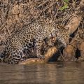 Wilder Jaguar im Pantanal (Panthera onca)
