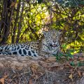 Wilder Jaguar im Pantanal (Panthera onca)