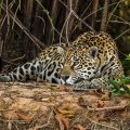 Wilder Jaguar im Pantanal (Panthera onca)