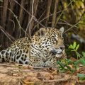 Wilder Jaguar im Pantanal (Panthera onca)