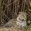 Wilder Jaguar im Pantanal (Panthera onca)