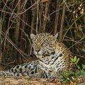 Wilder Jaguar im Pantanal (Panthera onca)