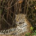 Wilder Jaguar im Pantanal (Panthera onca)