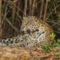 Wilder Jaguar im Pantanal (Panthera onca)