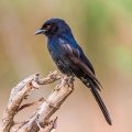 Trauerdrongo (Dicrurus adsimilis)