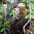 Leopard (Panthera pardus)