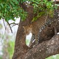 Leopard (Panthera pardus)