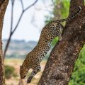 Leopard (Panthera pardus)