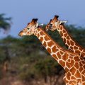 Netzgiraffe (Giraffa camelopardalis reticulata)