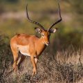 Grantgazelle (Gazella granti)