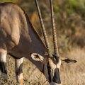 Beisa-Oryx (Oryx beisa)
