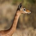 Südliche Giraffengazelle (Litocranius walleri), Gerunuk-Antilope