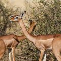 Südliche Giraffengazelle (Litocranius walleri), Gerunuk-Antilope