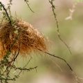 Nest Webervogel
