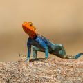 Siedleragame (Agama agama)