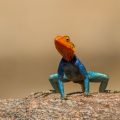 Siedleragame (Agama agama)