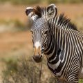 Grevyzebra (Equus grevyi)