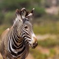 Grevyzebra (Equus grevyi)