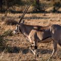 Beisa-Oryx (Oryx beisa)