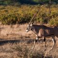 Beisa-Oryx (Oryx beisa)
