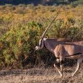 Beisa-Oryx (Oryx beisa)