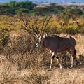 Beisa-Oryx (Oryx beisa)
