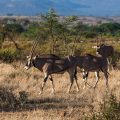 Beisa-Oryx (Oryx beisa)