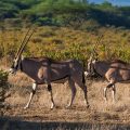 Beisa-Oryx (Oryx beisa)