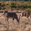 Beisa-Oryx (Oryx beisa)