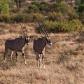 Beisa-Oryx (Oryx beisa)