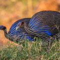 Geierperlhühner (Acryllium vulturinum)