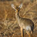 Dikdik (Madoqua)