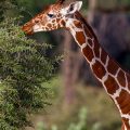 Netzgiraffe (Giraffa camelopardalis reticulata)