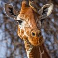 Netzgiraffe (Giraffa camelopardalis reticulata) mit Madenhacker