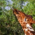 Netzgiraffe (Giraffa camelopardalis reticulata)