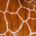Netzgiraffe (Giraffa camelopardalis reticulata)