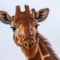 Netzgiraffe (Giraffa camelopardalis reticulata) mit Madenhacker