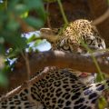 Leopard (Panthera pardus)