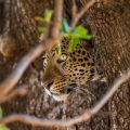 Leopard (Panthera pardus)