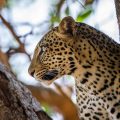 Leopard (Panthera pardus)