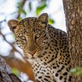 Leopard (Panthera pardus)
