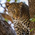 Leopard (Panthera pardus)