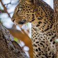 Leopard (Panthera pardus)