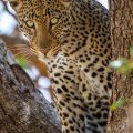 Leopard (Panthera pardus)