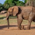 Afrikanischer Elefant (Loxodonta africana)