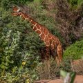 Netzgiraffe (Giraffa camelopardalis reticulata)