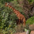 Netzgiraffe (Giraffa camelopardalis reticulata)