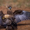 Raubadler (Aquila rapax) trifft Gaukler (Terathopius ecaudatus)